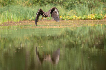 White-tailed Eagle, Haliaeetus albicilla, flying above the water, bird of prey with forest in background, animal in the nature habitat, wildlife from Sweden. Eagle in flight above the dark lake