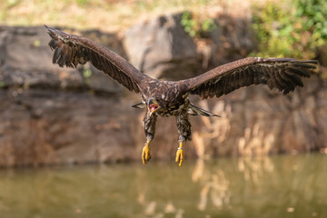 White-tailed Eagle, Haliaeetus albicilla, flying above the water, bird of prey with forest in background, animal in the nature habitat, wildlife from Sweden. Eagle in flight above the dark lake