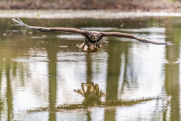 White-tailed Eagle, Haliaeetus albicilla, flying above the water, bird of prey with forest in background, animal in the nature habitat, wildlife from Sweden. Eagle in flight above the dark lake