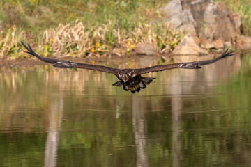 White-tailed Eagle, Haliaeetus albicilla, flying above the water, bird of prey with forest in background, animal in the nature habitat, wildlife from Sweden. Eagle in flight above the dark lake