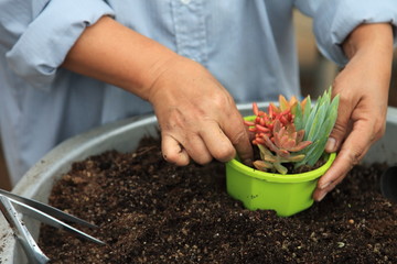 Gardener is arranging young succulent plant for potting into a new decorative container 