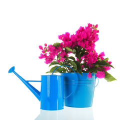 Bougainvillea in pot