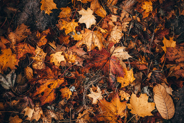 Orange autumn leafs on the ground