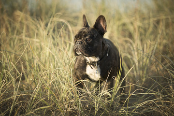 French BullDog 1