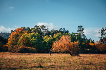 Fototapeta premium Young woman in autumn nature