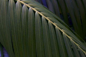 Palm leaf, close up in morning sun