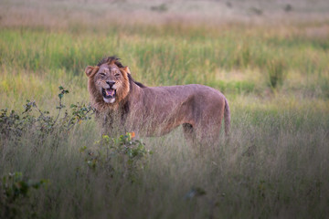 Mighty Lion watching the lionesses who are ready for the hunt in Masai Mara, Kenya (Panthera leo)