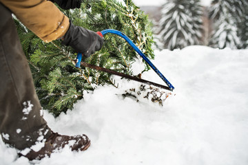 Senior man getting a Christmas tree in forest.