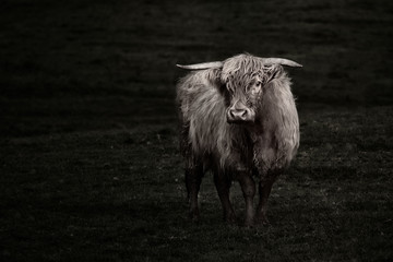 Highland Cow