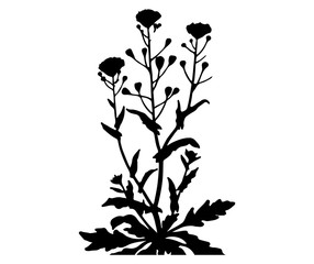 Fototapeta na wymiar plant silhouette vector