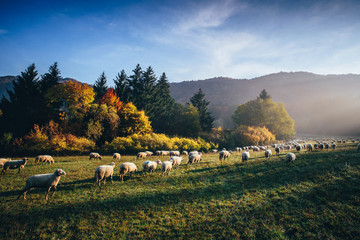 Sheep on morning autumn pasture