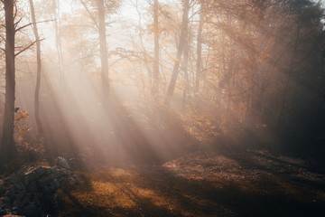 Sun rays in orange autumn morning. Photo with white edit space