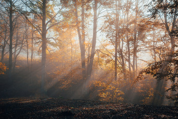 Obraz premium Sun rays in orange autumn morning. Photo with white edit space