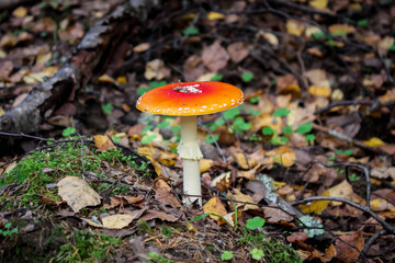 Amanita Muscaria. Red poisonous Fly Agaric mushroom in forest