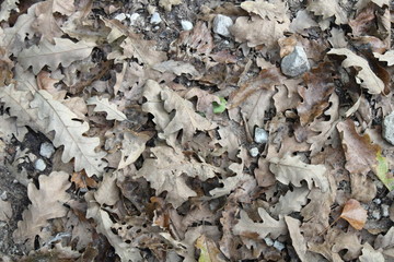 Tappeto di foglie secche