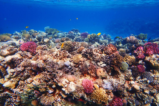 Fototapeta coral reef in Egypt