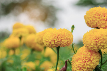 Marigold with sunny.