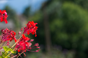 Road through vielha in the valley of aran
