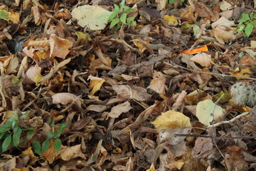 Tappeto di foglie