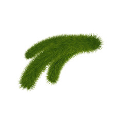 Green fir branch isolated on background. Christmas tree twig.