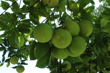 Arance in maturazione