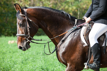 Dressage elegance