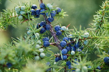 Close-Up Of Juniper Berries Growing On Tree