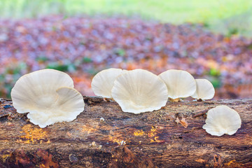 Flat white mushrooms growing on tree trunk