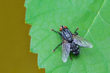 Blue fly sits on green grape leaf