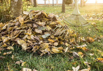 Leaf rake with pile of apple tree leaves in autumn at home garden sunny wartm evening. Autumn...