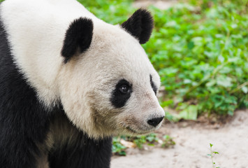 Giant panda