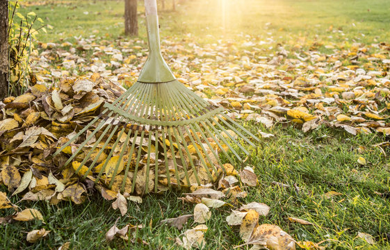 Leaf rake with pile of apple tree leaves in autumn at home garden sunny wartm evening. Autumn chores concept.