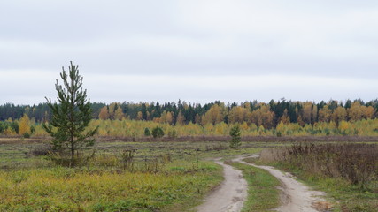 Fototapeta premium country road along the field to the forest on autumn day