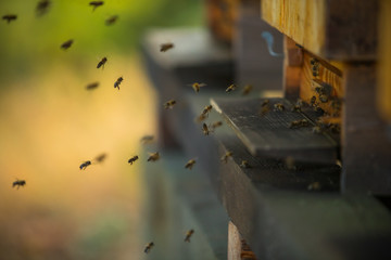 A flock of bees flying into hive