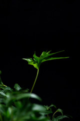 English Ivy with brightly rich green leaves on a dark background. Hedera helix