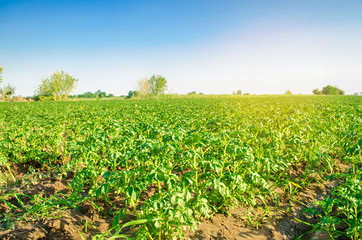 Fototapeta na wymiar potato plantations grow in the field. vegetable rows. Landscape with agricultural land. farming, agriculture. selective focus