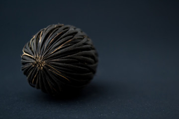 Among these exotic Foxtail palm seeds. Wodyetia bifurcata. Black, brown amazing seeds on black...