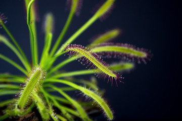 Carnivorous plant named Drosera, often found in swamps. Predator carnivorous plant Drosera capensis red with droplets of glue in evidence. On black background.