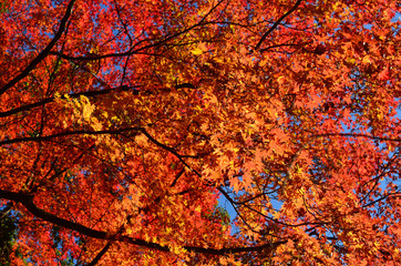 紅葉