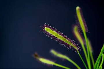 Carnivorous plant named Drosera, often found in swamps. Predator carnivorous plant Drosera capensis red with droplets of glue in evidence. On black background.