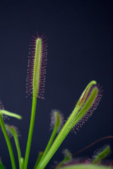 Carnivorous plant named Drosera, often found in swamps. Predator carnivorous plant Drosera capensis red with droplets of glue in evidence. On black background.