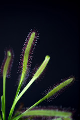 Carnivorous plant named Drosera, often found in swamps. Predator carnivorous plant Drosera capensis red with droplets of glue in evidence. On black background.