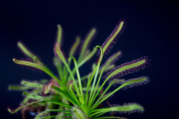 Carnivorous plant named Drosera, often found in swamps. Predator carnivorous plant Drosera capensis red with droplets of glue in evidence. On black background.