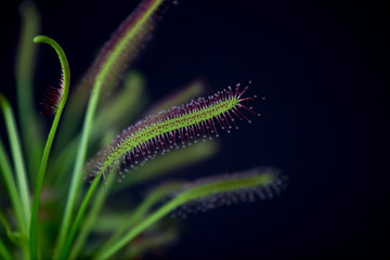 Carnivorous plant named Drosera, often found in swamps. Predator carnivorous plant Drosera capensis red with droplets of glue in evidence. On black background.