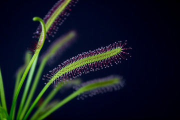 Carnivorous plant named Drosera, often found in swamps. Predator carnivorous plant Drosera capensis red with droplets of glue in evidence.