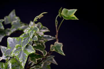 English Ivy with brightly rich green leaves on a dark background. Hedera helix