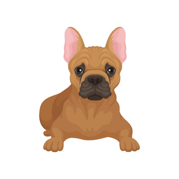 French bulldog lying isolated on white background. Small dog with smooth brown coat, big ears and cute muzzle. Flat vector design