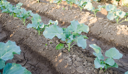 young broccoli growing in the field. fresh organic vegetables agriculture farming. farmland