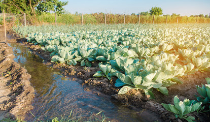 natural watering of agricultural crops, irrigation. cabbage plantations grow in the field. vegetable rows. farming agriculture