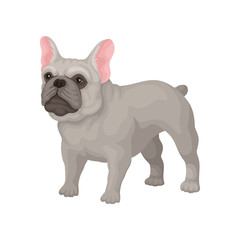 French bulldog standing in rack. Small breed of domestic dog with smooth gray coat, big ears and cute muzzle. Flat vector icon